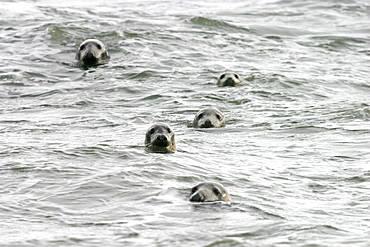 Atlantic grey seals (Halichoerus grypu) with heads above sea surface. NE Scotland   (RR)