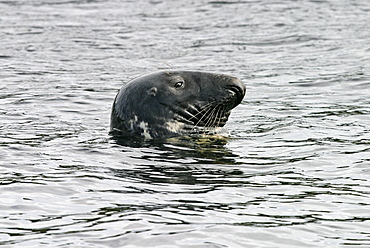 Male grey seal (Halichoerus grypus) resting with head above the water. NE Scotland   (RR)