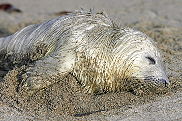 A dead Grey Seal pup (Halichoerus grypus) on a sandy beach, Pentland Firth, Scotland.