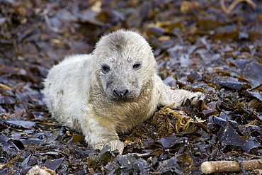 A Grey Seal pup (Halichoerus grypus) resting on seaweed, Pentland Firth, Scotland.