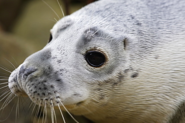 A Grey Seal pup (Halichoerus grypus) looking right at the camera, Pentland Firth, Scotland.