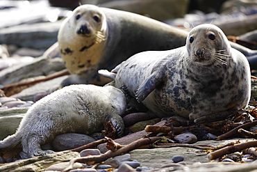 A Grey Seal pup (Halichoerus grypus) suckling milk from its mother, Pentland Firth, Scotland.