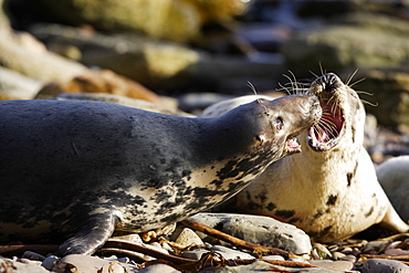 Fighting between two Grey Seal (Halichoerus grypus) females over beach access, Pentland Firth, Scotland.