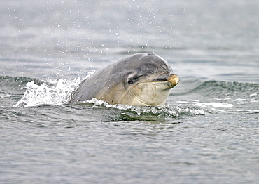 Bottlenose dolphin (Tursiops truncatus truncatus) surfacing towards the camera with its eye visible. Moray Firth, Scotland