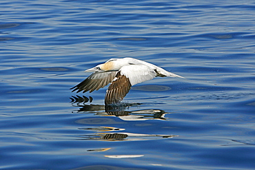 An adult Gannet (Sula bassana) taking off from the sea surface, Sound of Eigg, West Coast of Scotland.