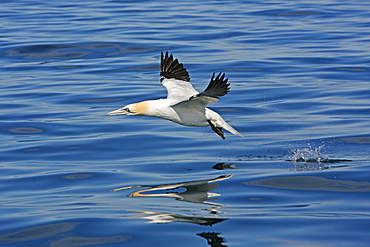 An adult Gannet (Sula bassana) taking off from the sea surface, Sound of Eigg, West Coast of Scotland.