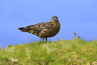 A Great Skua (Stercorarius skua) standing on grass habitat, Handa Island, Scotland.