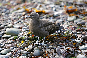 An immature Arctic Skua (Stercorarius parasiticus) on shingle shoreline, Moray Firth, Scotland.