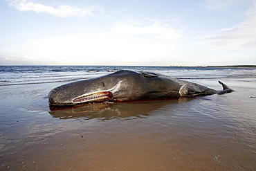 Stranded dead bull Sperm Whale (Physeter macrocephalus) lying on Roseisle Beach, North East Scotland.