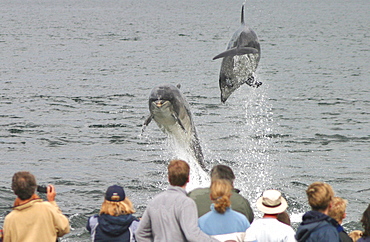 Dolphin watchers being eye balled by two leaping bottlenose dolphin (Tursiops truncatus truncatus) at Chanonry Point. Moray Firth, Scotland