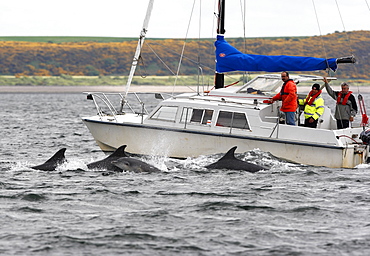 Four Bottlenose Dolphins (Tursiops truncatus) surfacing together beside a motor yacht, Moray Firth, Scotland.