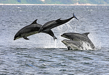 Four Bottlenose dolphins (Tursiops truncatus) in the Moray Firth socialising by breaching from the water. This type of behaviour highlights why bottlenoses are such great favourites with the public.