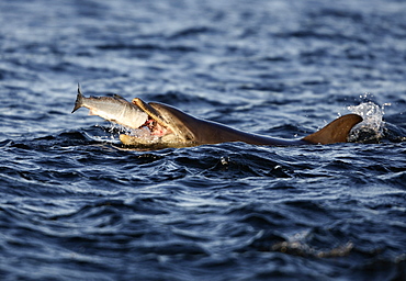 Bottlenose dolphin (Tursiops truncatus). Swallows a captured salmon after a successful hunting strike. Moray Firth, Scotland 