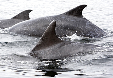 A heavily scarred dorsal fin of a Bottlenose Dolphin (Tursiops truncatus) tells of many encounters, some violent, with other dolphins in the Moray Firth, Scotland