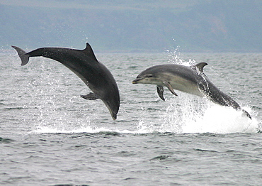 Two Bottlenose dolphins (Tursiops truncatus truncatus) leaping clear of the water together. Moray Firth, Scotland