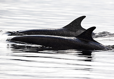 Two Bottlenose dolphins (Tursiops truncatus) travelling together in the Moray Firth, Scotland