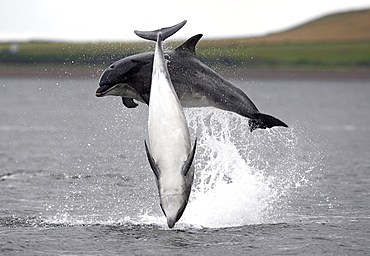 Two Bottlenose dolphins (Tursiops truncatus) breaching together in the Moray Firth, Scotland