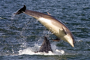 Bottlenose dolphins (Tursiops truncatus) two breaching together in the Moray Firth, Scotland