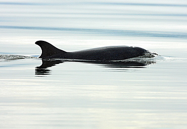 Bottlenose dolphin (Tursiops truncatus) in the Moray Firth travelling in very calm conditions.