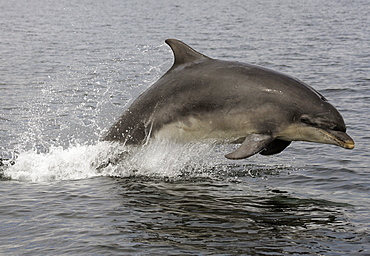 A young Bottlenose Dolphin (Tursiops truncatus) breaches from the Moray Firth. Scotland.