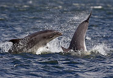 Two young Bottlenose dolphins (Tursiops truncatus) in the Moray Firth breaching in front of the camera, only the tail of one young animal visible.