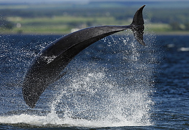 An adult Bottlenose Dolphin (Tursiops truncatus) breaches sideways almost completing a cartwheel.