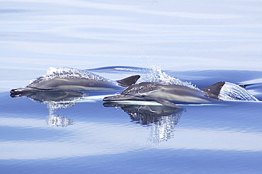 Two heads of surfacing common dolphins (Delphinus capensis). 
Gulf of California.   (RR)