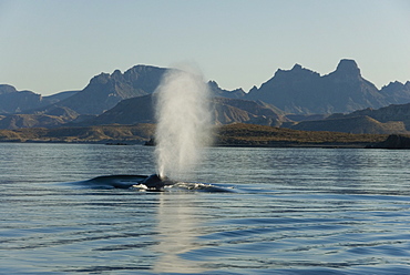 Blue whale (Balaenoptera musculus). A typical blue whale blow.  Gulf of California.