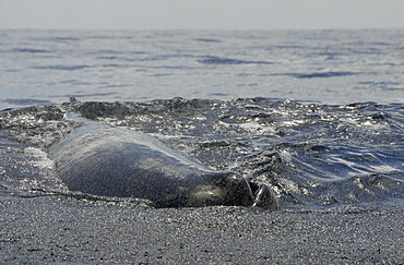 Sperm whale. (Physeter macrocephalus). A very relaxed sperm whale sprays water everywhere in a fine mist. Caribbean.