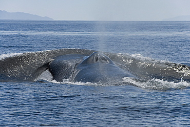 Blue whale (Balaenoptera musculus). Moving at speed a blue whale creates a massive bow wave, seen here as the whale surfaces. Gulf of California.