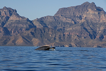 Blue whale (Balaenoptera musculus). The tail of a blue whale beneath rugged cliffs. Gulf of California.
