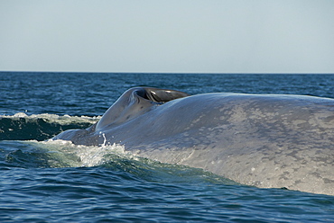 Blue whale (Balaenoptera musculus). A blue whale showing the typical mottled skin colouring. Gulf of California.