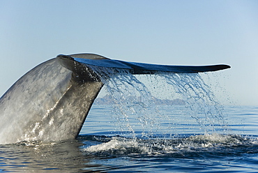 Blue whale (Balaenoptera musculus). The tail of a blue whale raised way out of the water before diving deep. The typical skin colouring is also visible. Gulf of California.