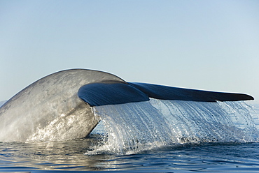 Blue whale (balaenoptera musculus). A blue whale tail. Gulf of California.