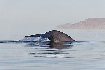 Blue whale (balaenoptera musculus). The tail of a blue whale. Gulf of California.