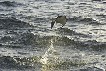 Mobula ray (Mobula japonica). Mobula ray leaping. Gulf of California.