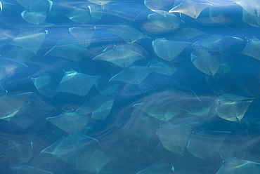 Mobula ray (Mobula japonica). A large densely pcked group of mobula rays. Gulf of California.