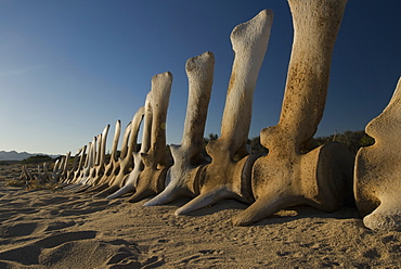 Whale Skeleton