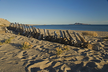 Whale Skeleton