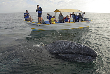 Gray whale (Eschrichtius robustus).Tourists photogrpah a gray whale that is circling their boat. Mexico.