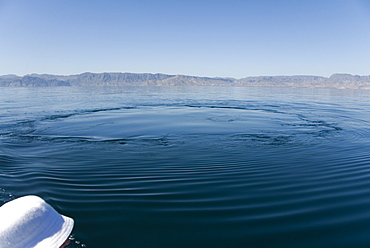 Blue whale (Balaenoptera musculus). A blue whale footprint.  Gulf of California.