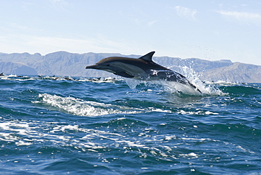 Common dolphin (delphinus delphis) Gulf of California. A common dolphin leaps out of the top of a swell.