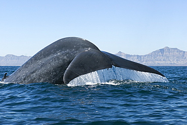 Blue whale (Balaenoptera musculus) Gulf of California.The raised tail of a blue whale as it dives.