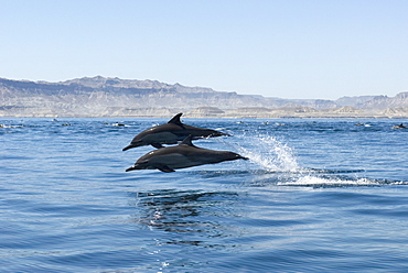 Common dolphins (Delphinus delphis) Gulf of California.Two common dolphin in a tearing hurry.