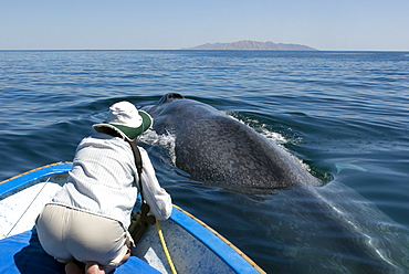 Blue whale (Balaenoptera musculus) Gulf of California. A very relaxed blue whale surfaces right alongside a tourist boat, note the pronounced vertebrae.