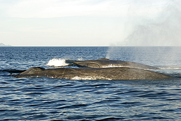 Blue whale (Balaenoptera musculus) Gulf of California. Two young blue whales cavorting in the late afternoon.