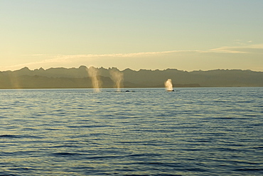 Blue whale (Balaenoptera musculus) Gulf of California. A typical view of blue whale blows as they forage for food.