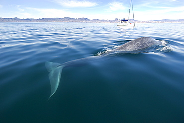 Blue whale (Balaenoptera musculus) Gulf of California.A blue whale with a sailing boat in the background.