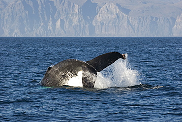 Humpback whale (megaptera novaeangliae) Gulf of California. A humpback whale throws its tail stock aloft as it starts lobtailing.