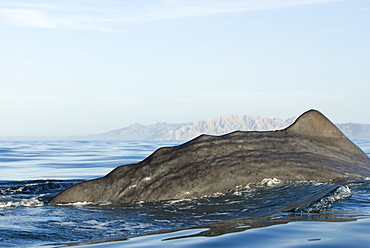 Sperm whale(physeter macrocephalus) Gulf of California. The tail stock "knuckles" of an old sperm whale.